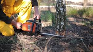 Best Tree Cabling and Bracing  in Byers, CO