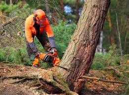 Best Tree Maintenance Programs  in Byers, CO