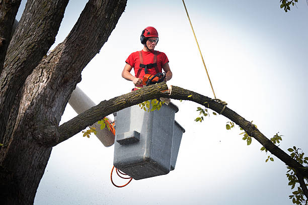 Leaf Removal in Byers, CO