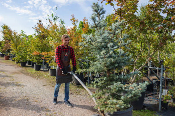 Best Palm Tree Trimming  in Byers, CO