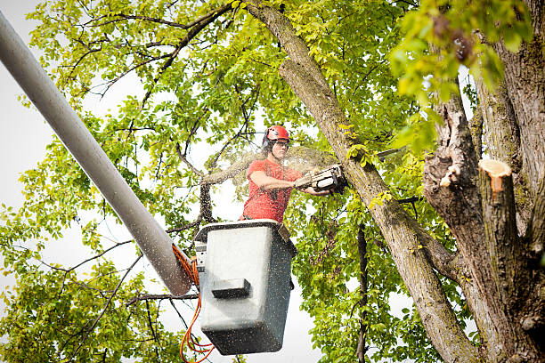 Best Stump Grinding and Removal  in Byers, CO